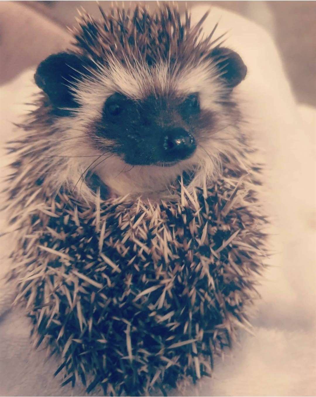 Although he is a ball of prickles Sir Quilliam is also very loving and snuggly