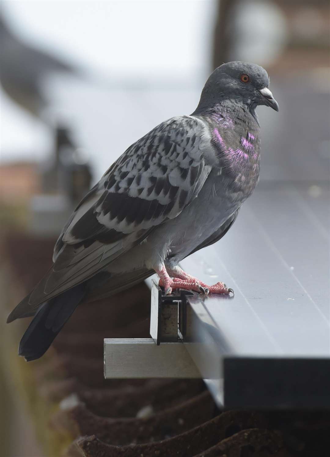 Pigeons stock picture. Picture: Tony Flashman
