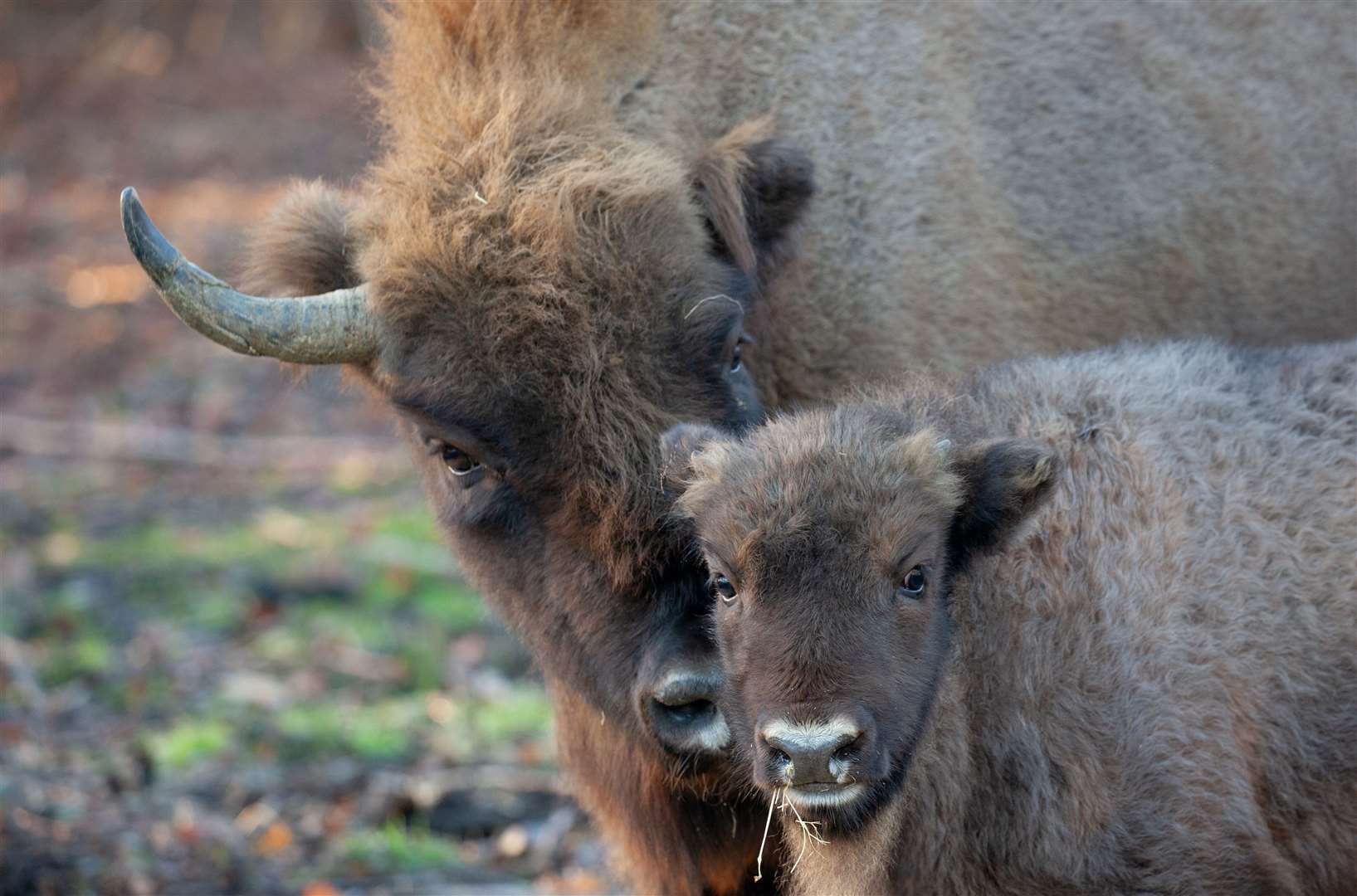 Bison calf in Blean woodlands which was born in October