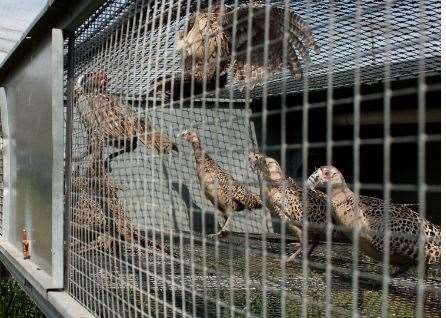 Gamebirds are in poor condtions in their cages, says the HSA. Picture: Hunt Saboteurs Association (8933378)