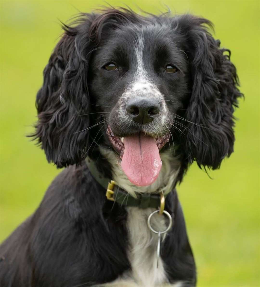 Police dog Tilly helped uncover class A drugs. Picture: Kent Police