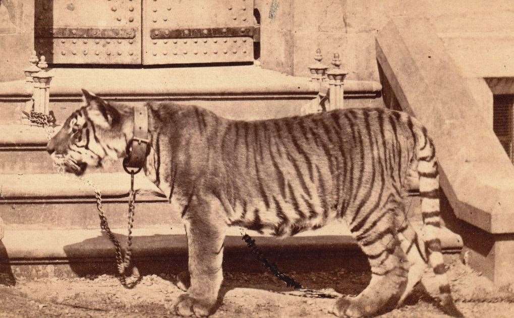Plassey the tiger in Dover, taken by Alexander Grossman in the 1870s. Picture: Western Heights Preservation Society