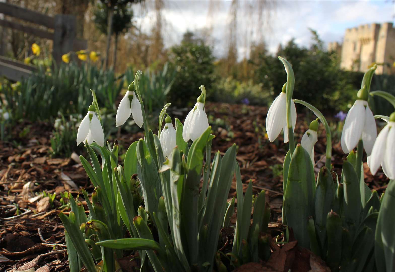 Snowdrops can be seen as the first signs of spring