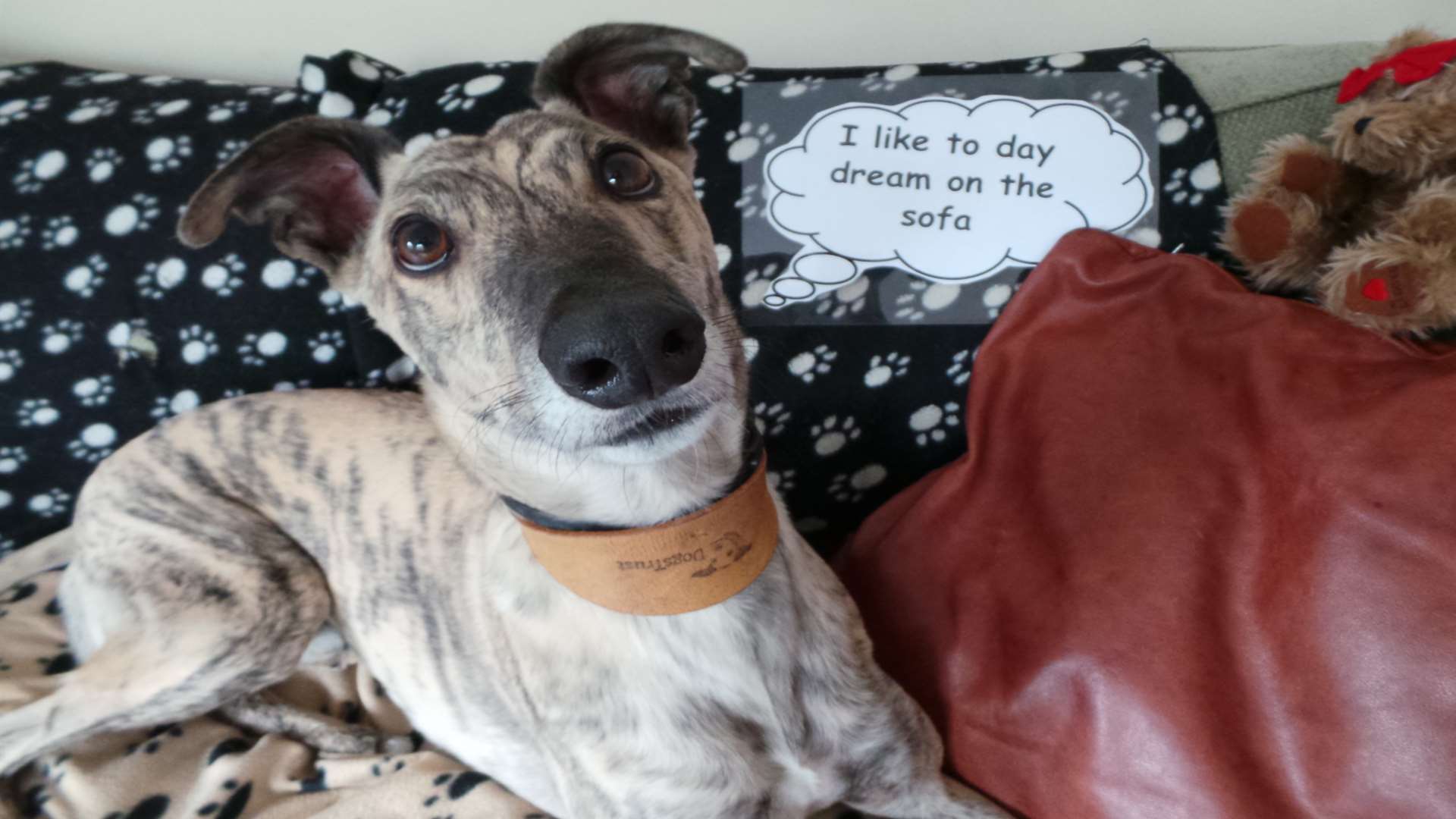 Centre bosses have launched an appeal to find a home for the sighthounds