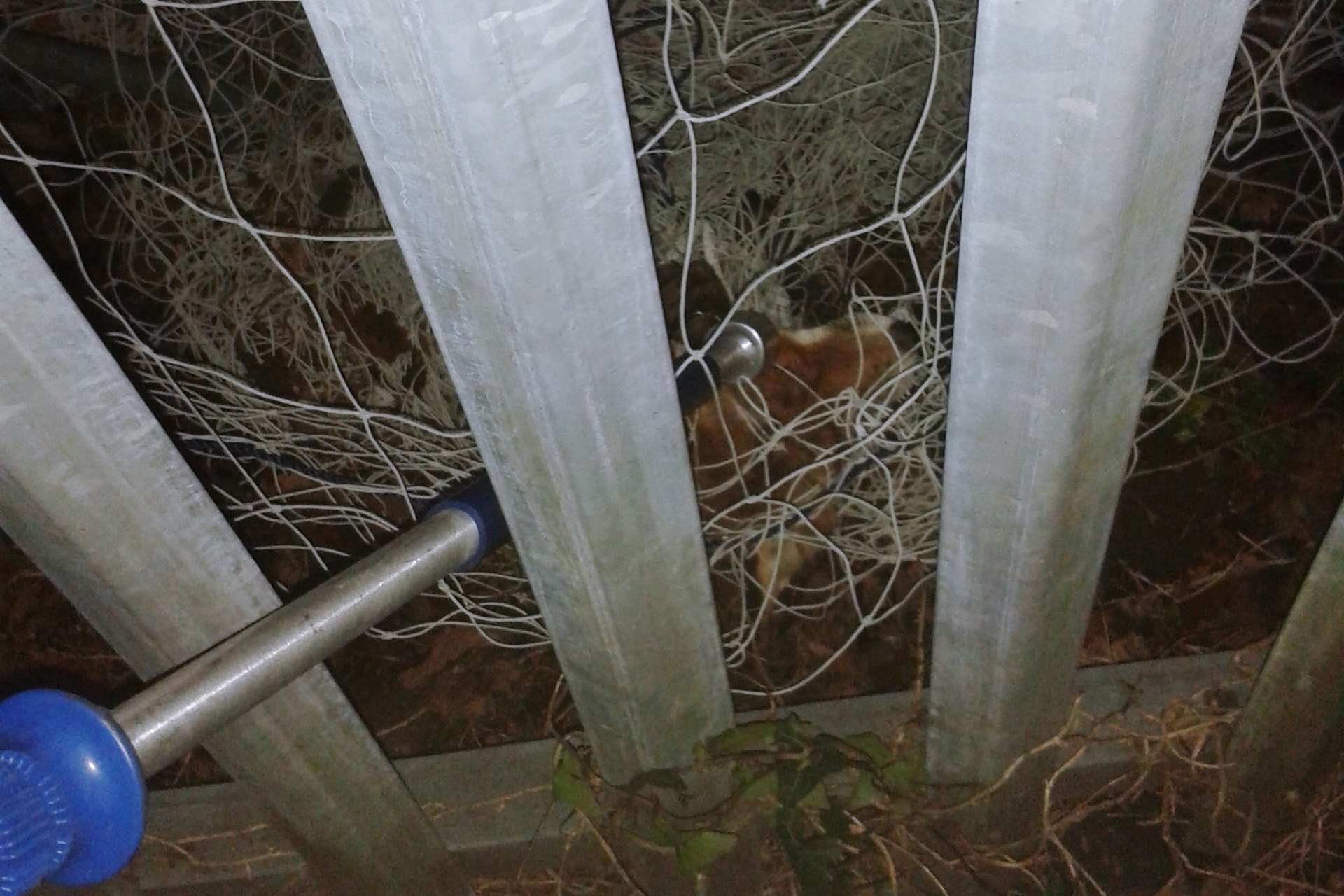 It was very close to the school fence. Picture: RSPCA