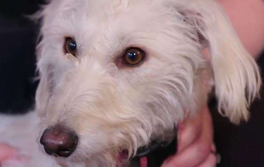 Blossom is now in a much healthier condition after first being rescued by the RSPCA in May 2019. Picture: The Dog Rescuers / Channel 5