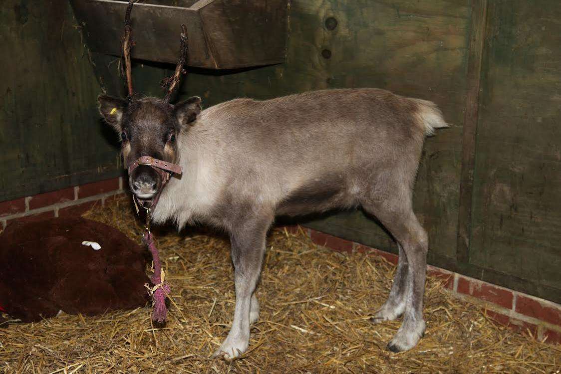 Prancer the reindeer is back at home after her adventure in Loose, Maidstone.