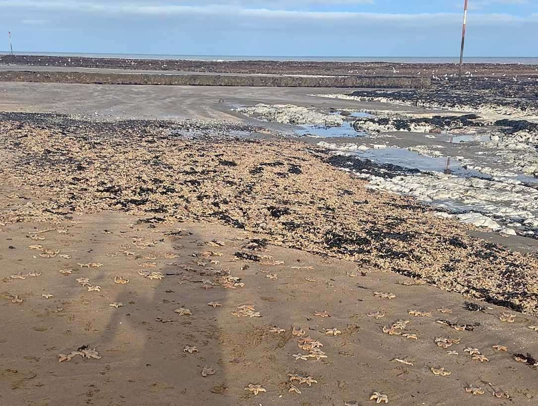 Beach-goers have been warned to stay away from the starfish near Walpole Bay in Margate. Picture: Andy Freeman