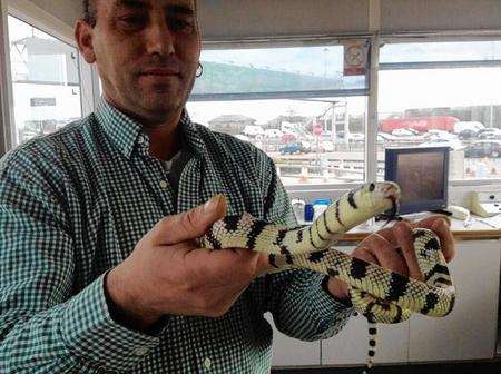 Californian King Snake found near Dartford tunnel and rescued by Wayne May from Artisan Rare Breeds.