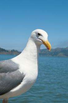 A seagull