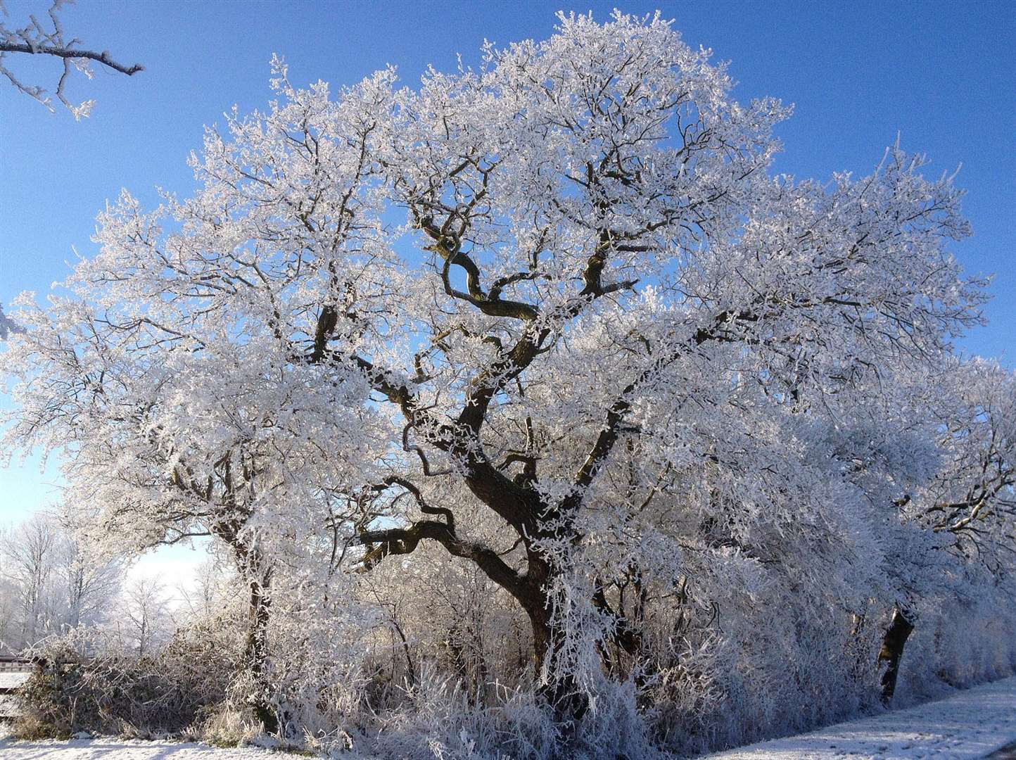 A frost covered tree