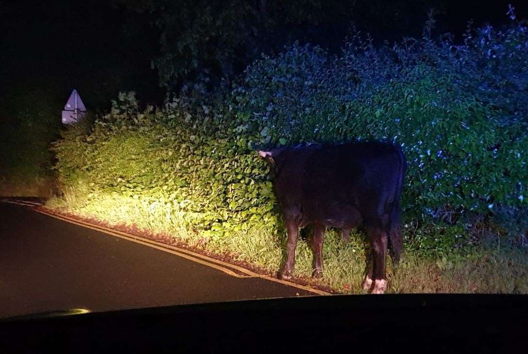 The escaped bull in Halstead, Sevenoaks. Picture: @kentpolice7oaks (12328193)