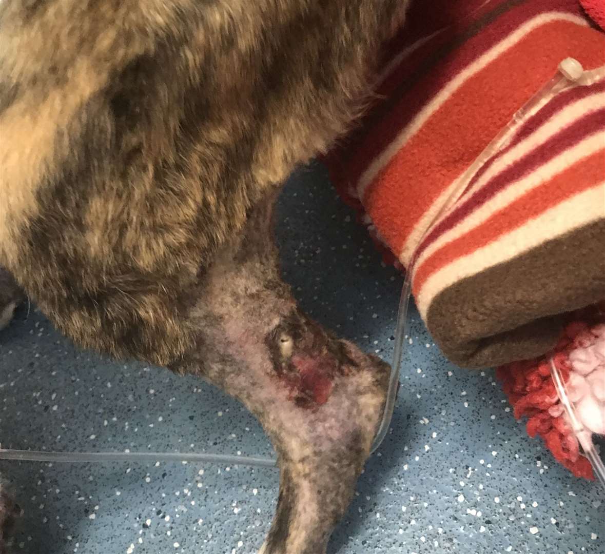 It was feared the dog's leg may have had to be amputated. Picture: RSPCA