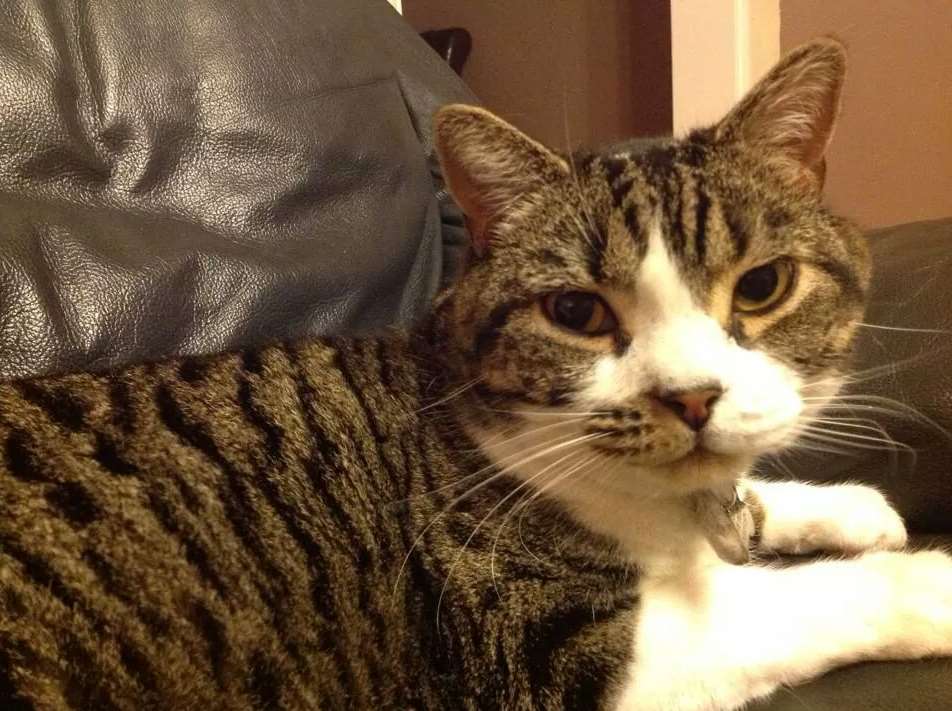 Epileptic cat Grissom has been missing since Friday, April 25