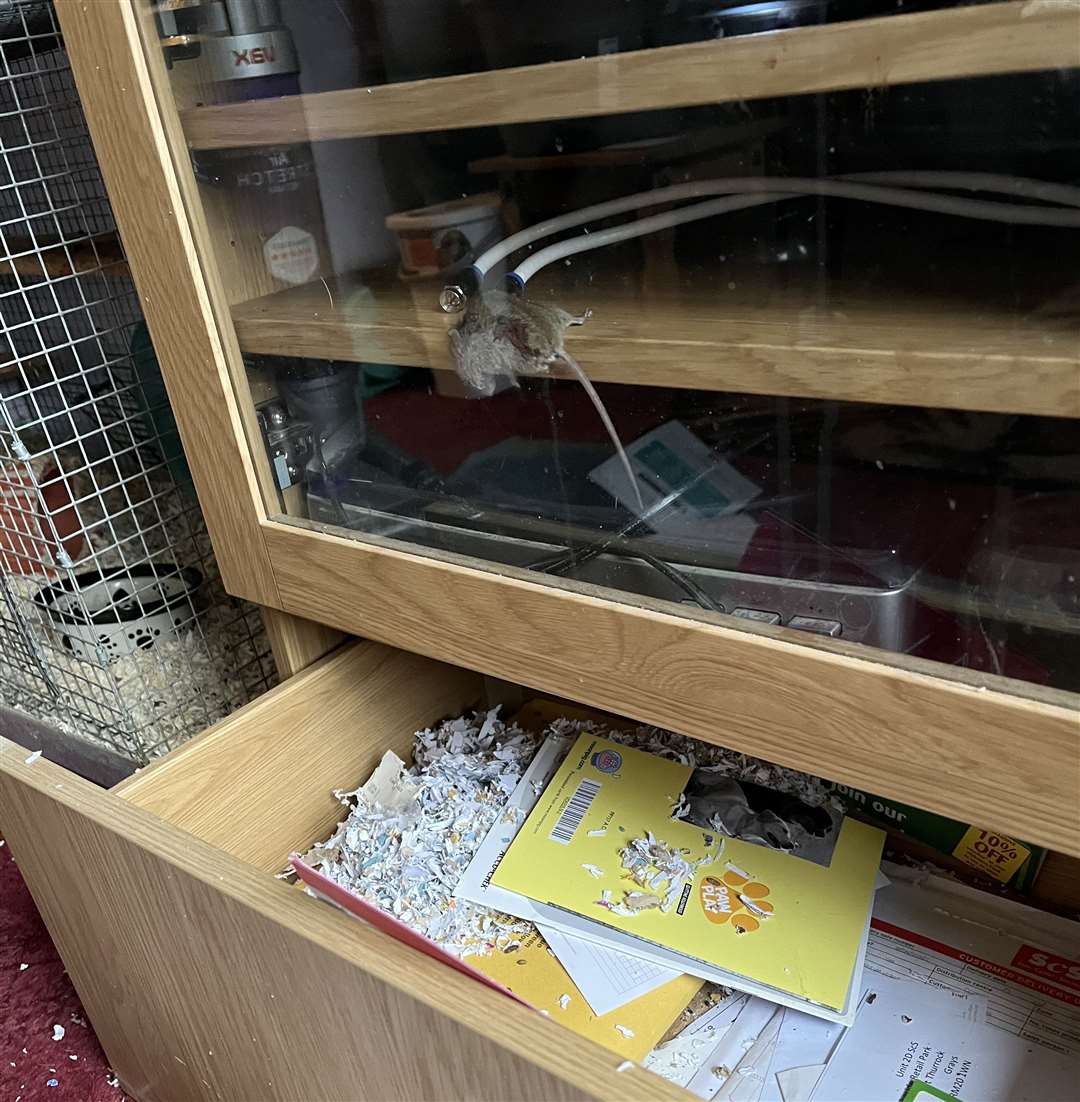 A dead mouse was found wedged inside a cabinet. Photo: Paul Banbury