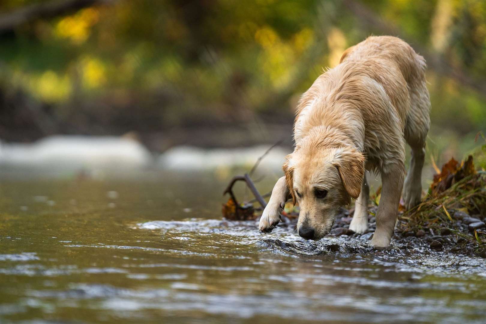 Owners should avoid letting their animals drink from the water as cases peak in July and August. Picture: iStock.