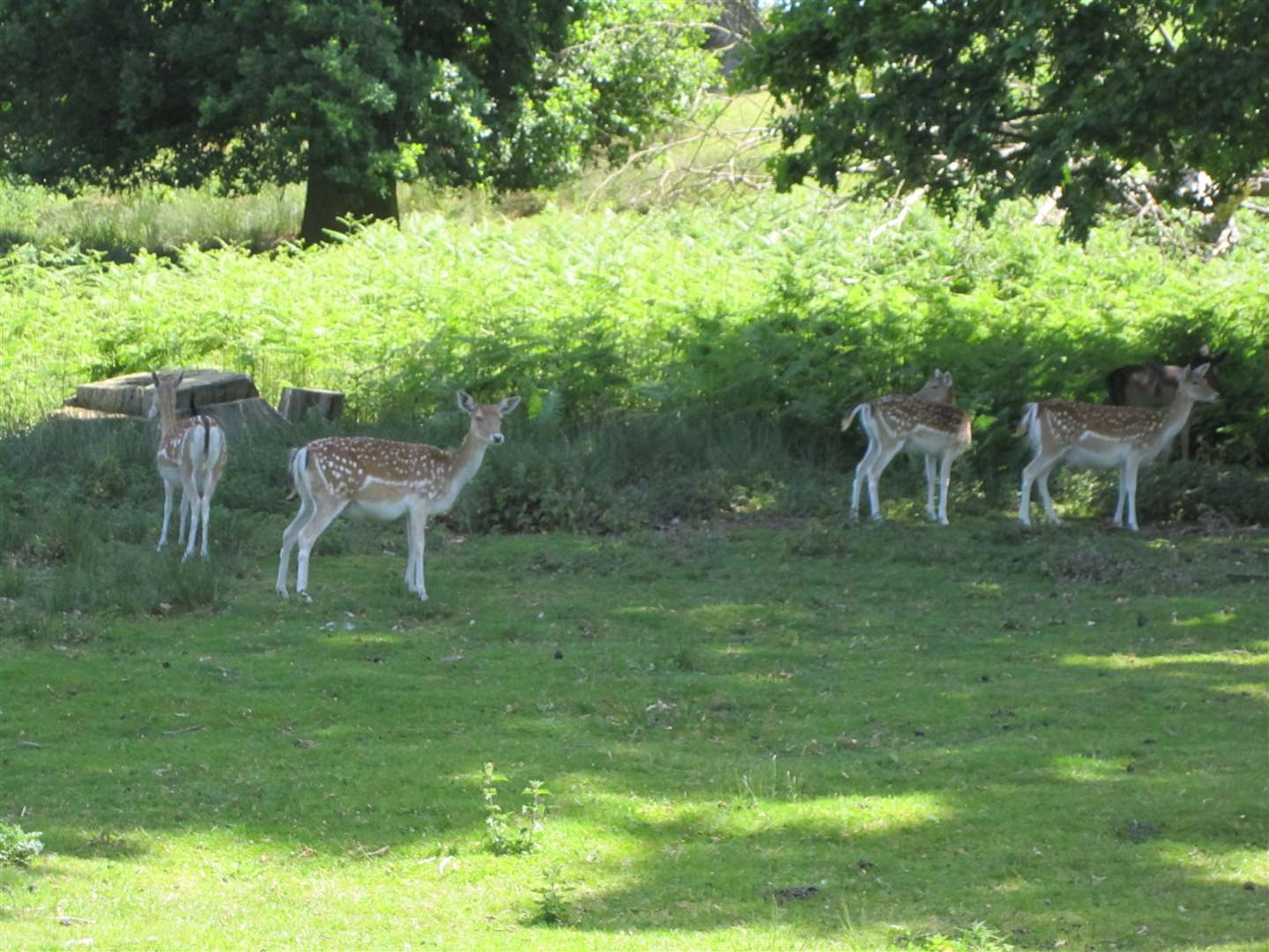 The park is famous for its deer