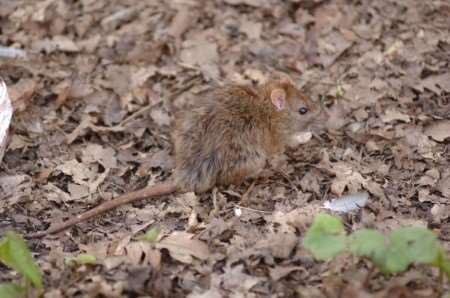 A member of Mote Park's rat pack