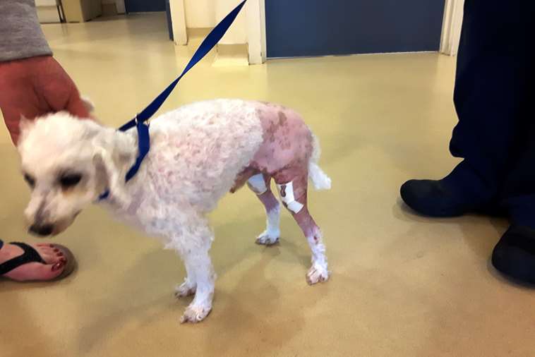 Oodles was malnourished and covered in fleas and matted fur when rescued by Futures for Dogs