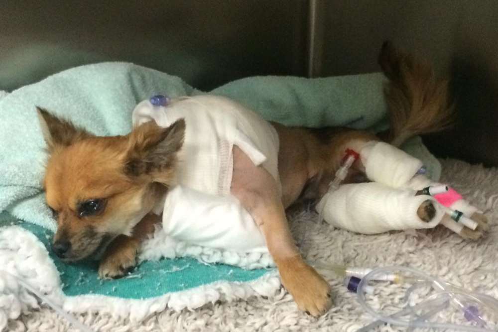 Charlie recovering in hospital