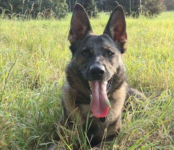 Police dog Coty tracked two assault suspects in Ashford. Picture: Kent Police