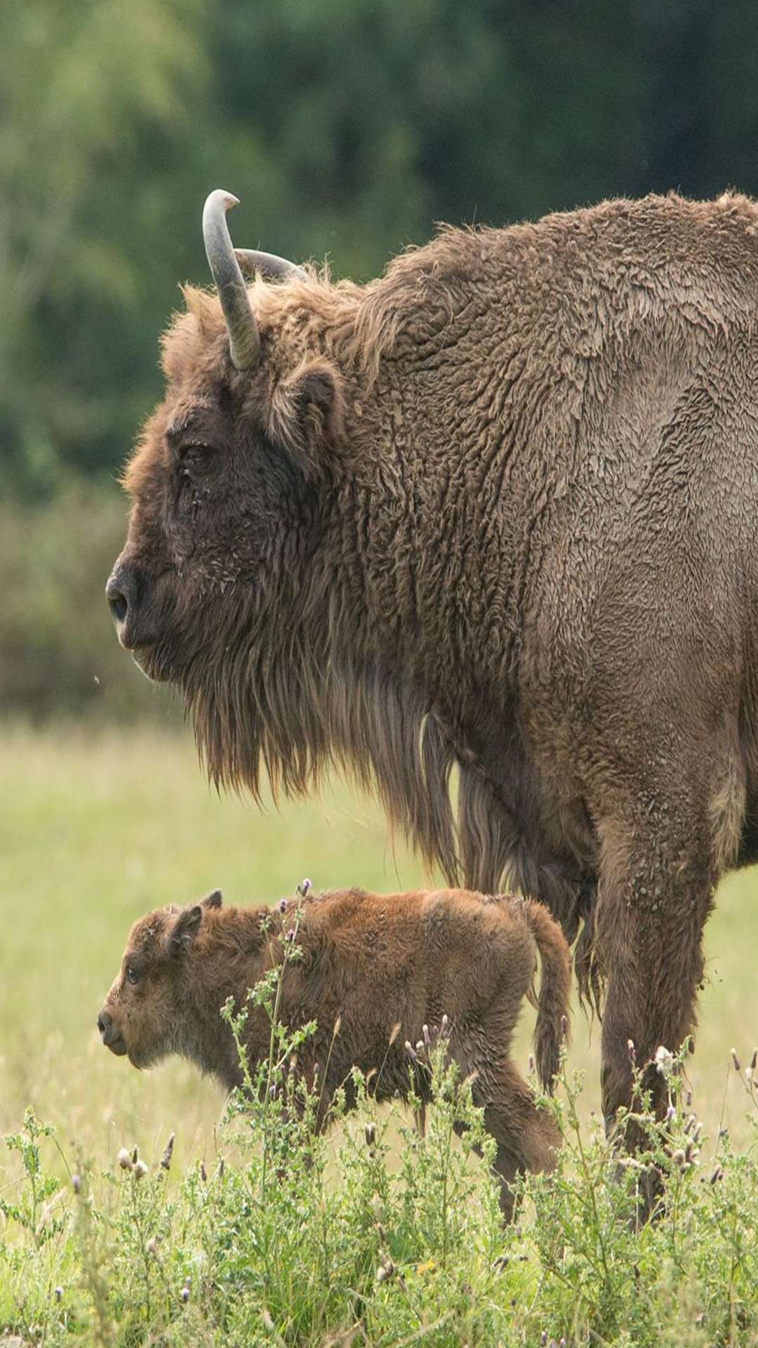 The new-born European bison calf with its mother at Port Lympne Reserve. Picture: David Rolfe/Aspinall Foundation.