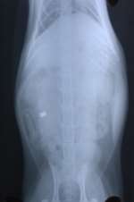 An xray of Thomas, showing the pellet
