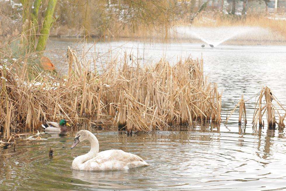 The swans on the Medway within the borough of Maidstone are the only ones not owned by The Queen