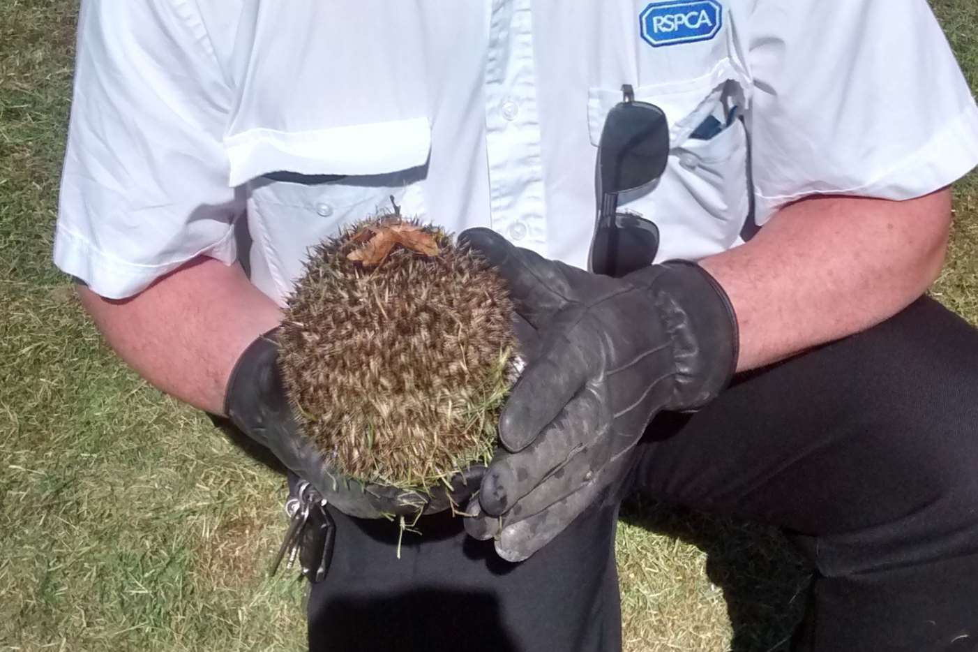 RSPCA collection officer Brian Milligan and the hedgehog.