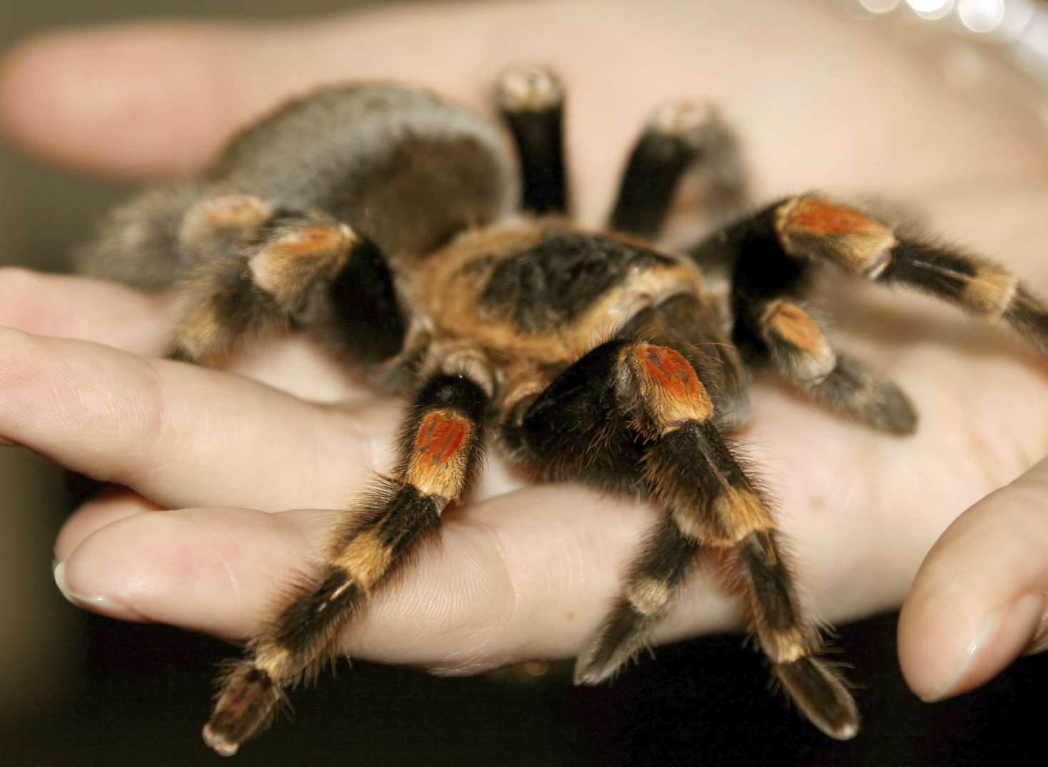 Get hands on at the South East Arachnid Show