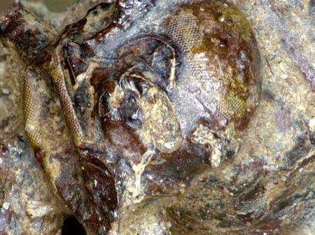 A 1,400-year-old insect found in Sittingbourne.