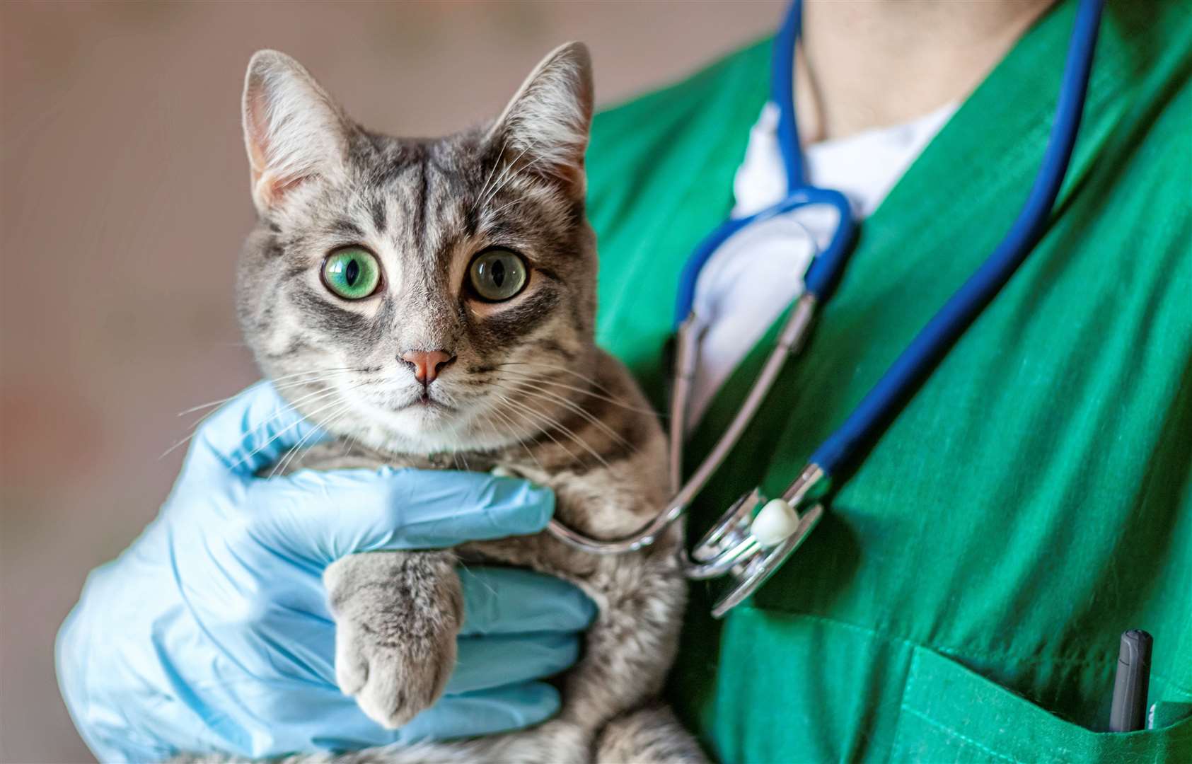Information is being circulated in the veterinary press, says Cats Protection. Image: iStock.