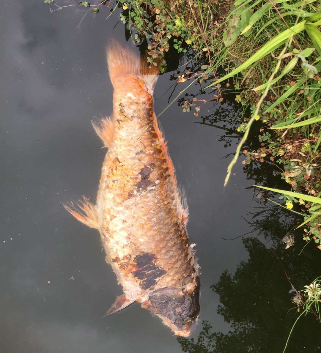 Some of the fish that died at Poynder Drive, mainly koi and goldfish, are understood to have had parasites. Picture: Brad Noak