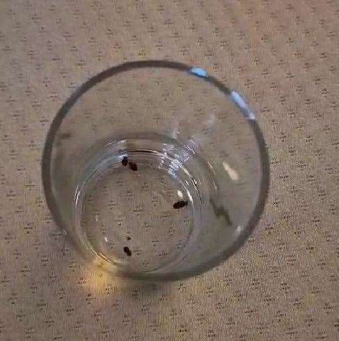 Some of the bed bugs trapped in a glass. Picture: Kelly Groombridge