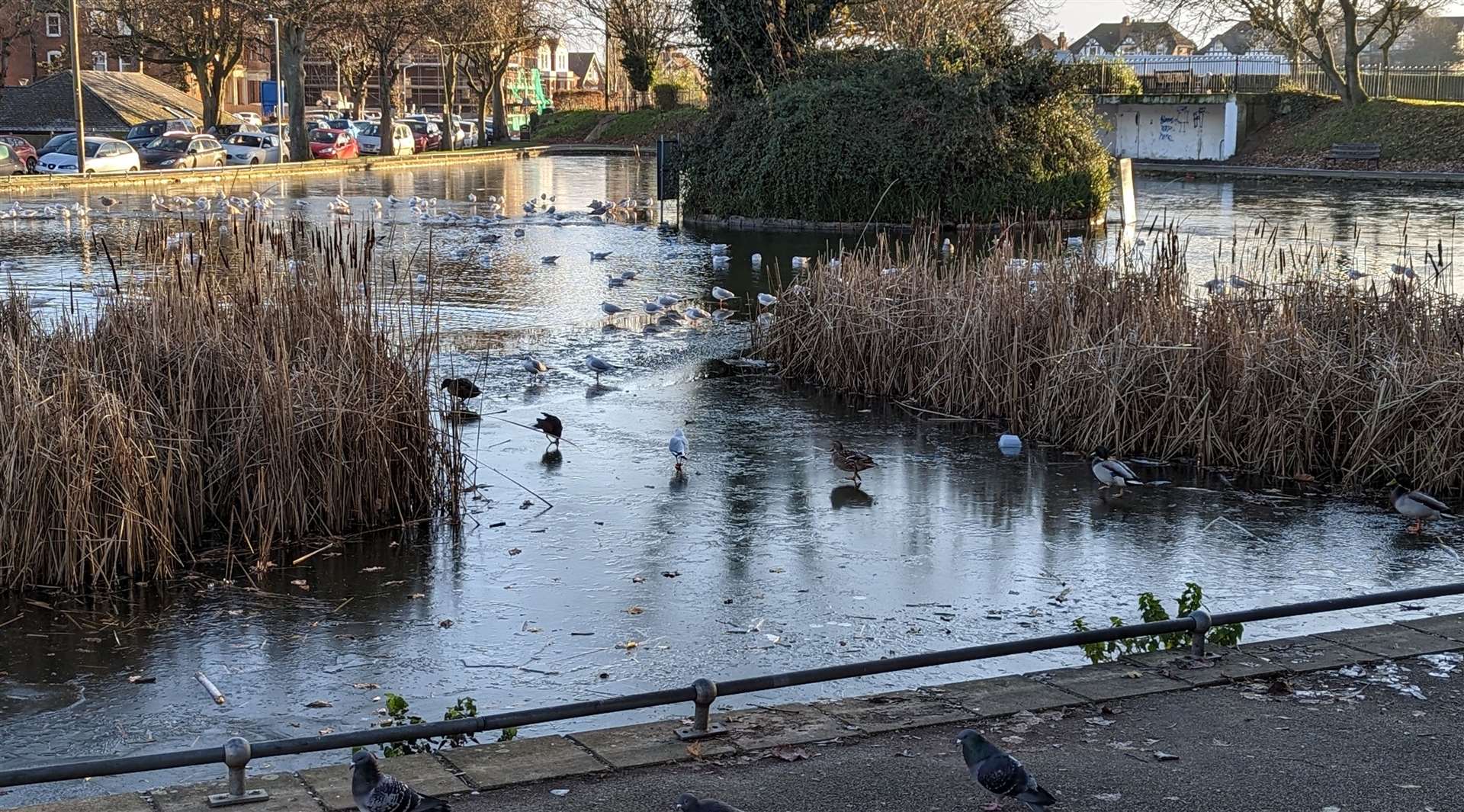 The upper pond at Radnor Park in Folkestone where the children were trying to stand on the thin ice