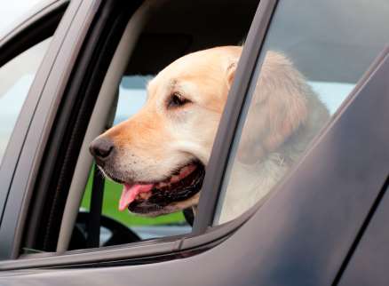 Owners are being warned not to leave their dogs in cars. Library image
