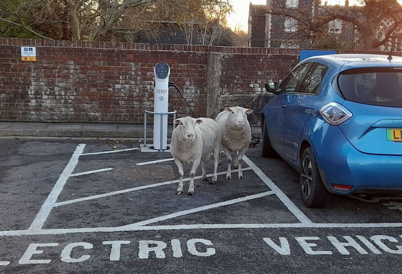 The rogue sheep in the Tesco car park in Faversham. Picture: Howard Farmer