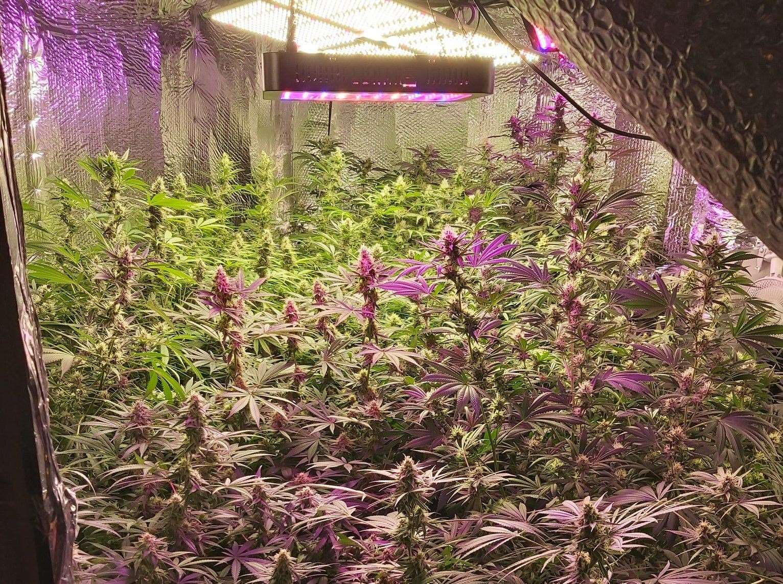 The cannabis farm find