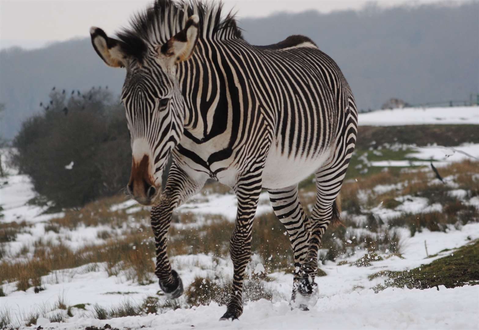 Zebra in the snow at Port Lympne... the £2 million loan will help pay for food