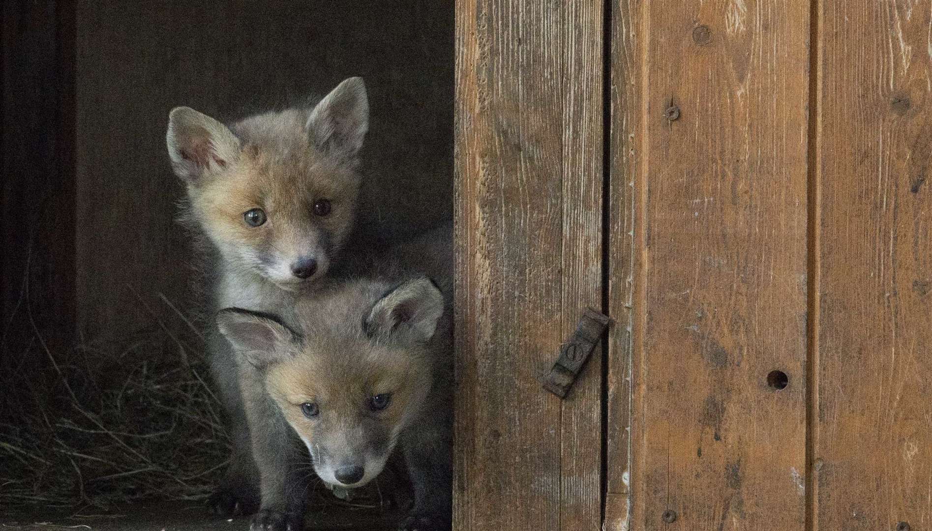 The wildlife charity has bases in Pembury and Paddock Wood. Picture: The Fox Project