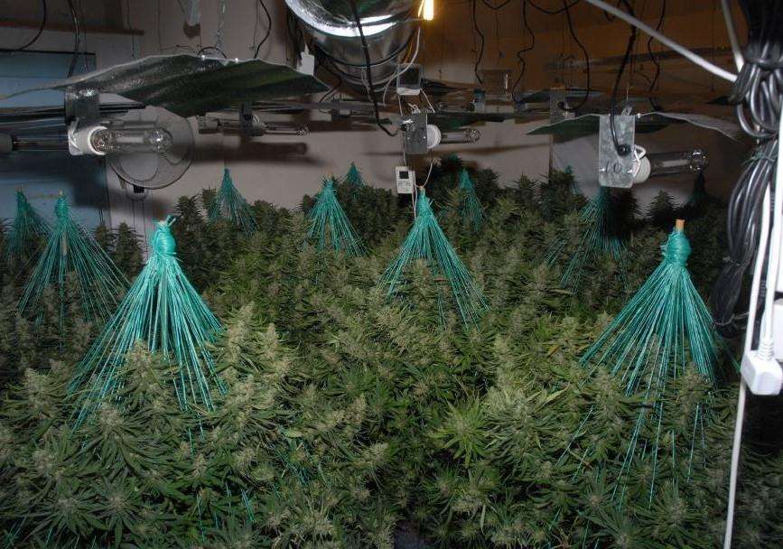 The cannabis factory uncovered by Kent Police. (3054170)