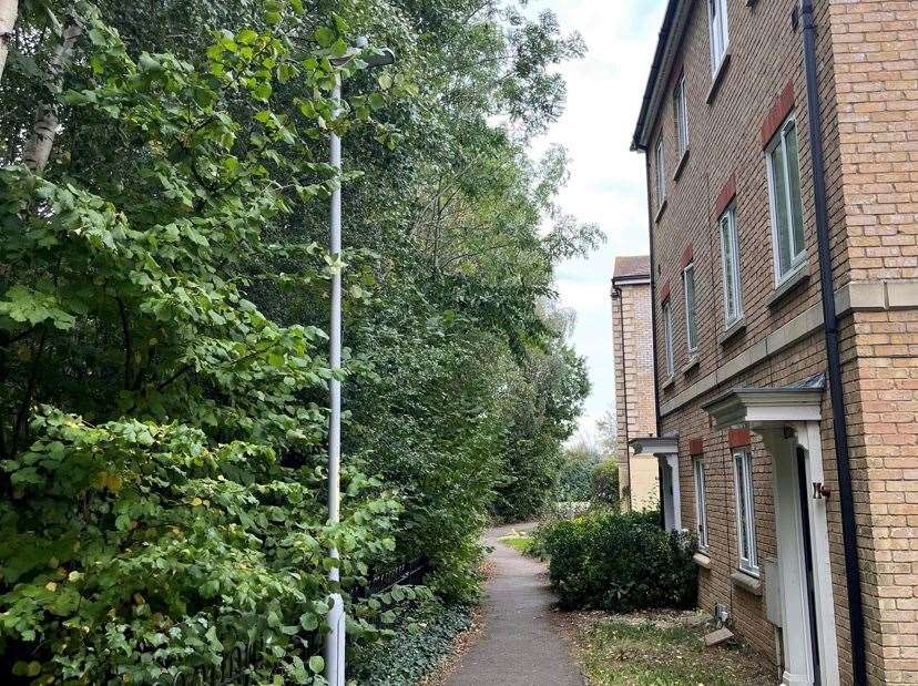 Some parts of the trees are just metres away from houses in Argent Way. Picture: Emma Tench
