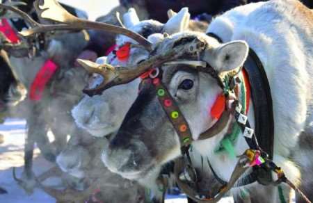 DELIGHTFUL SIGHT: Lapland reindeer with vivid decorated harness