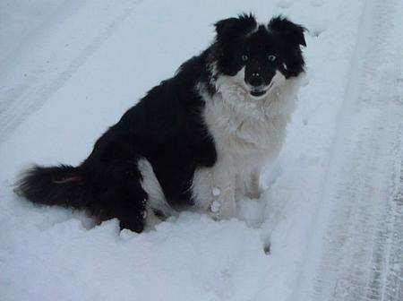 Inish the border collie shows off her real fur coat
