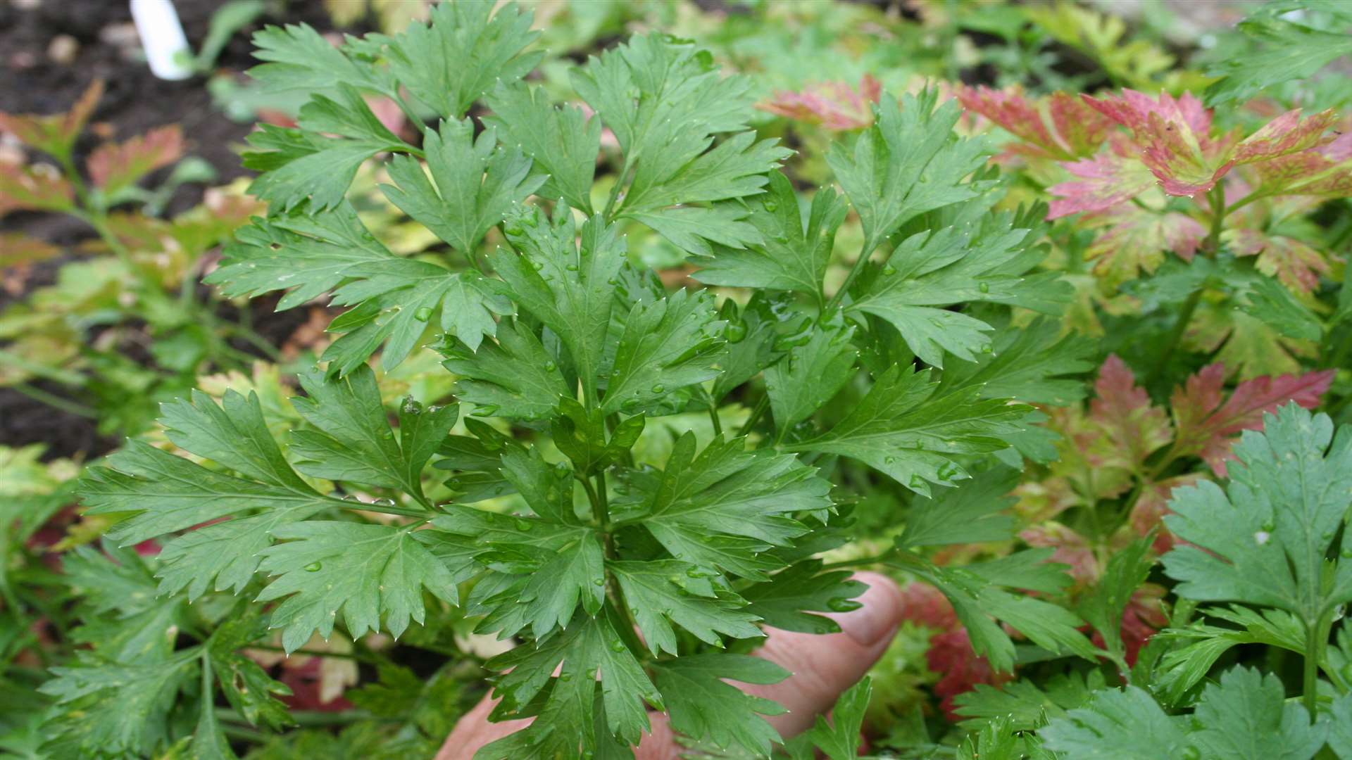 Try to sow your own parsley
