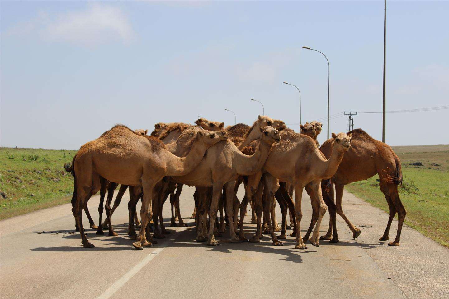 Camels block a road in Salalah, Oman. Picture: Ed McConnell