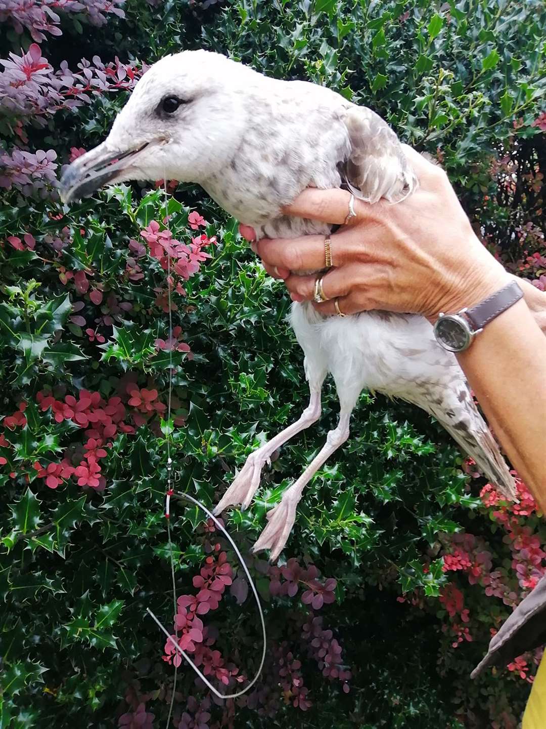 The seagull had swallowed two fish hooks and couldn't be saved Picture: Carol Knott