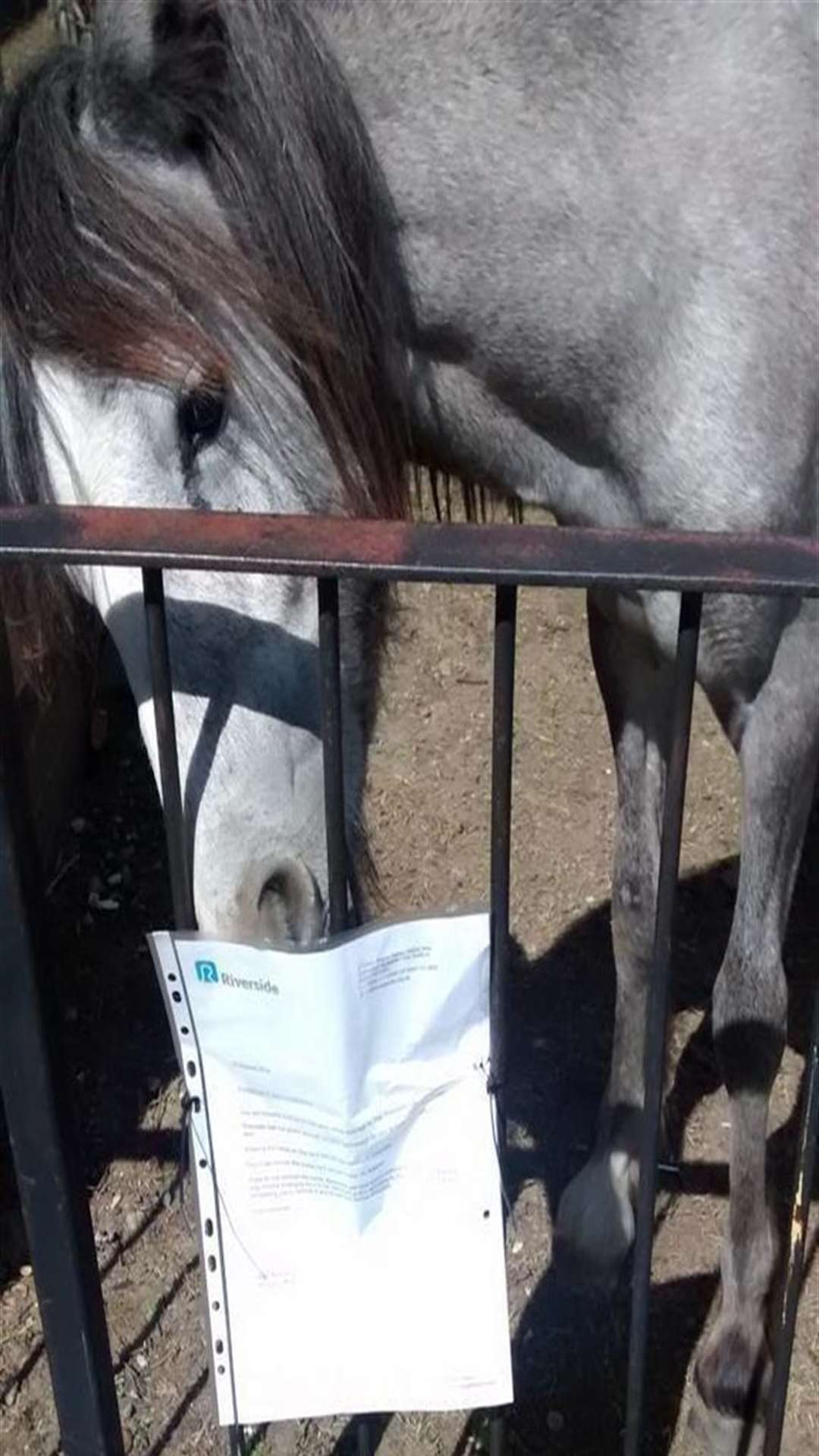 The horse has been served an eviction notice. Picture: @Kent_999s