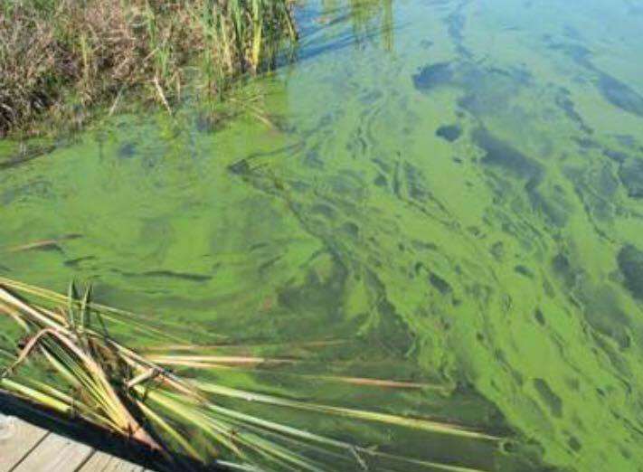 The algae has been found in Leybourne lakes