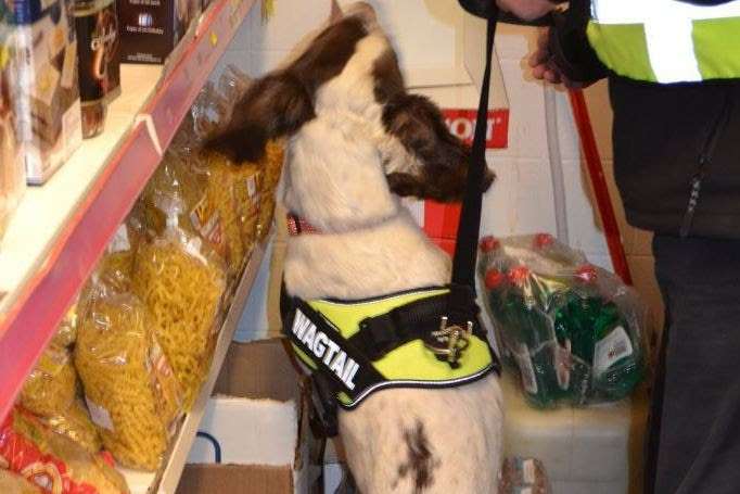 A sniffer dog in action during one of the raids
